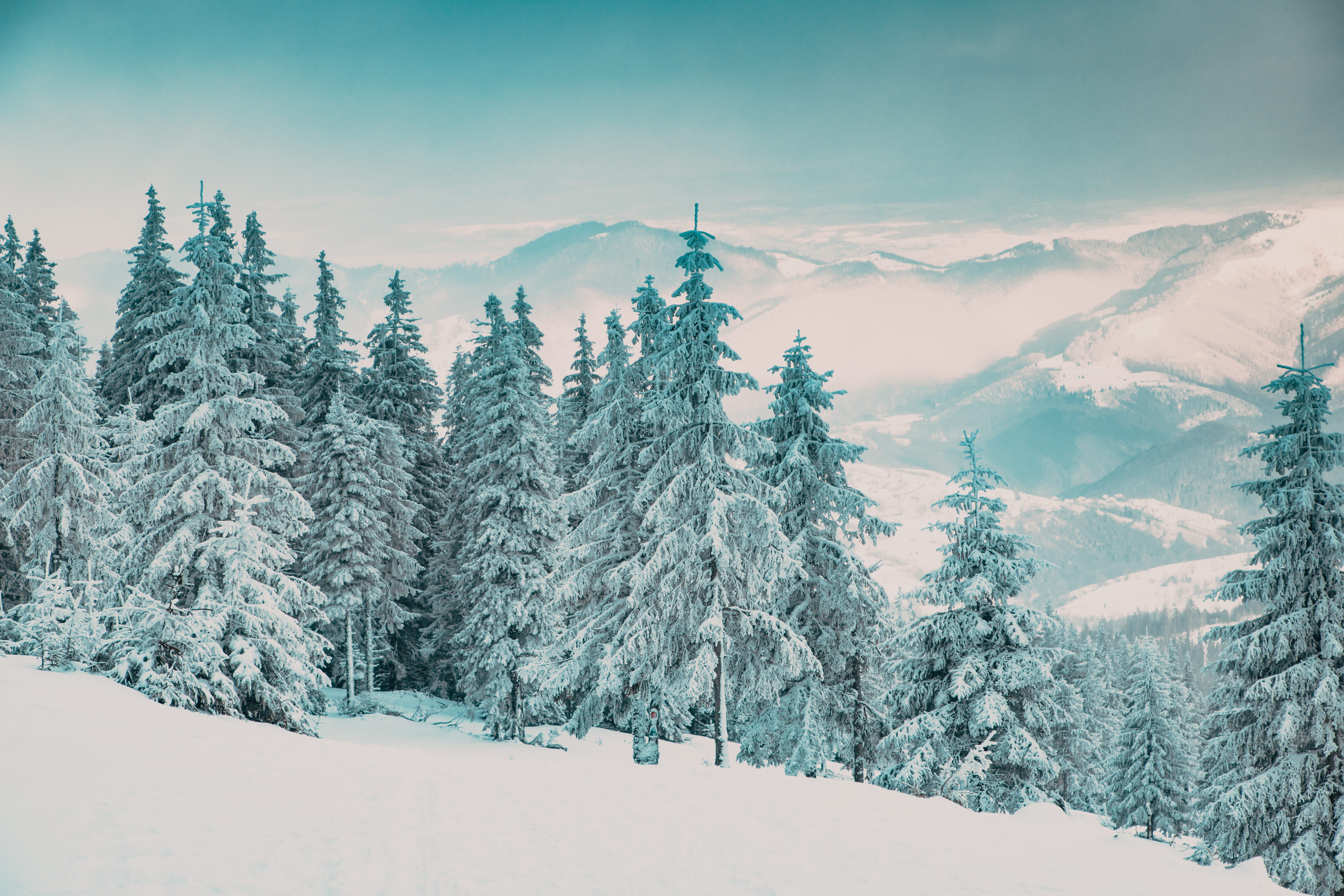 Schneebedeckte Bäume und Berge