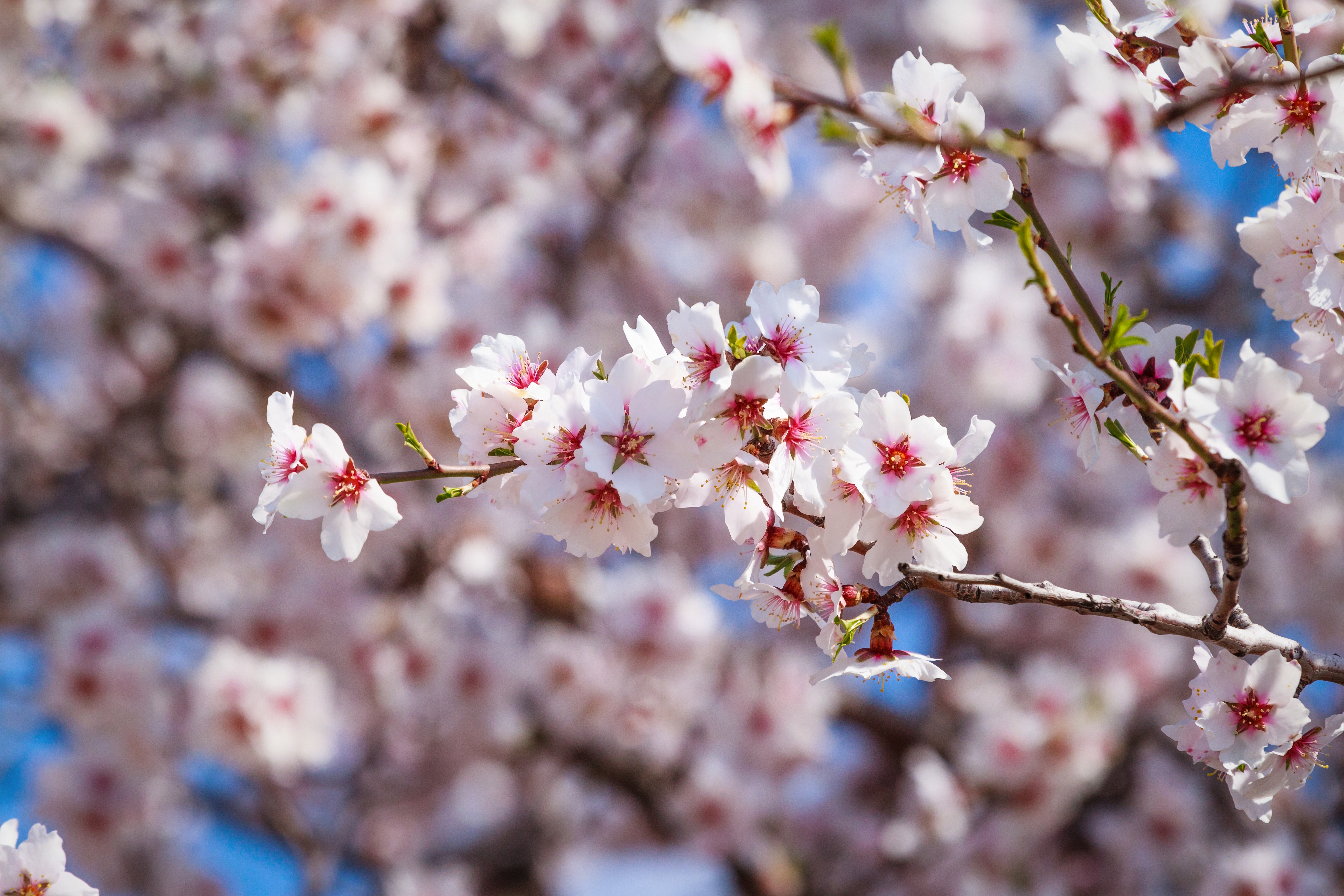 Kirschblüten