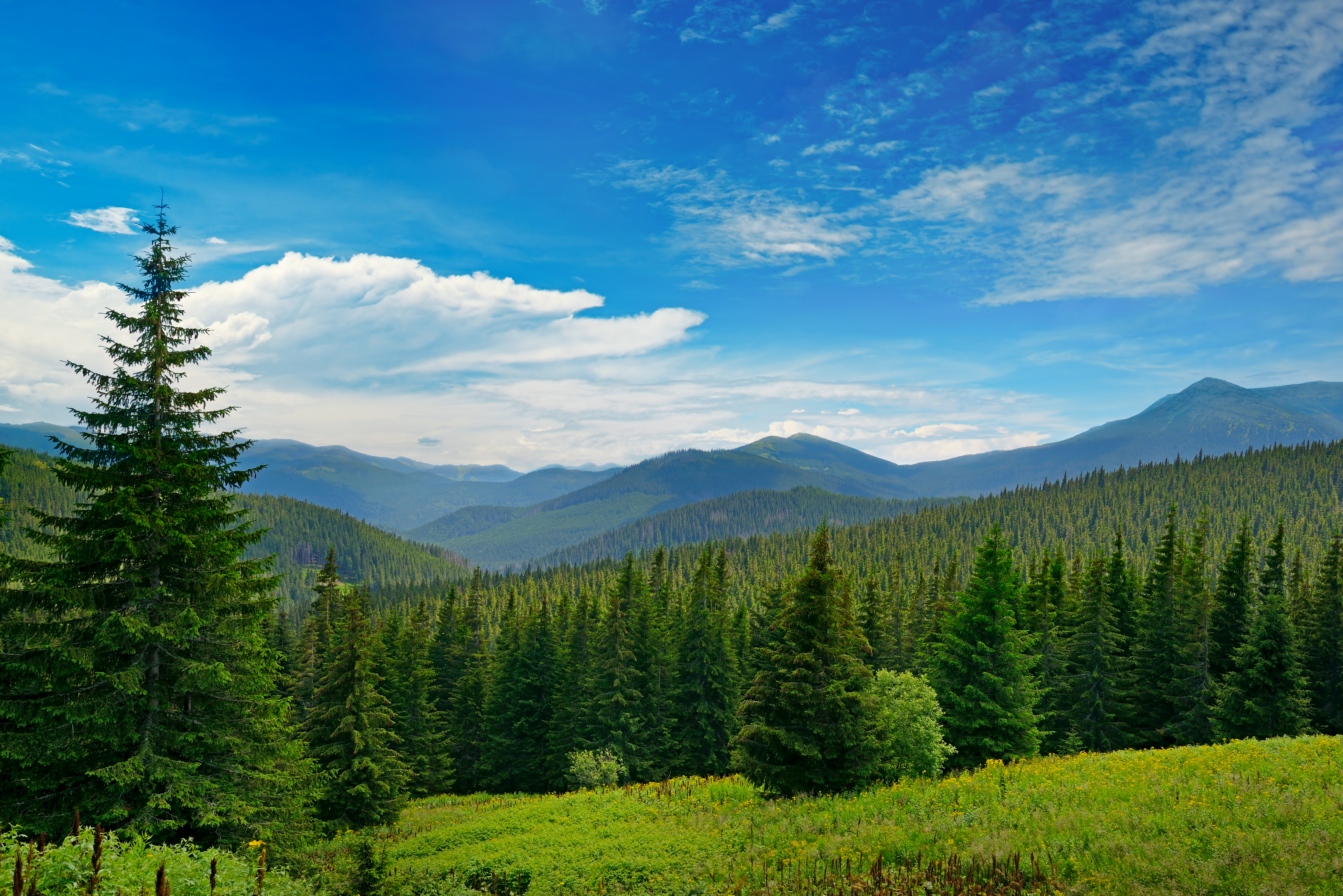 Wald mit Tannenbäumen