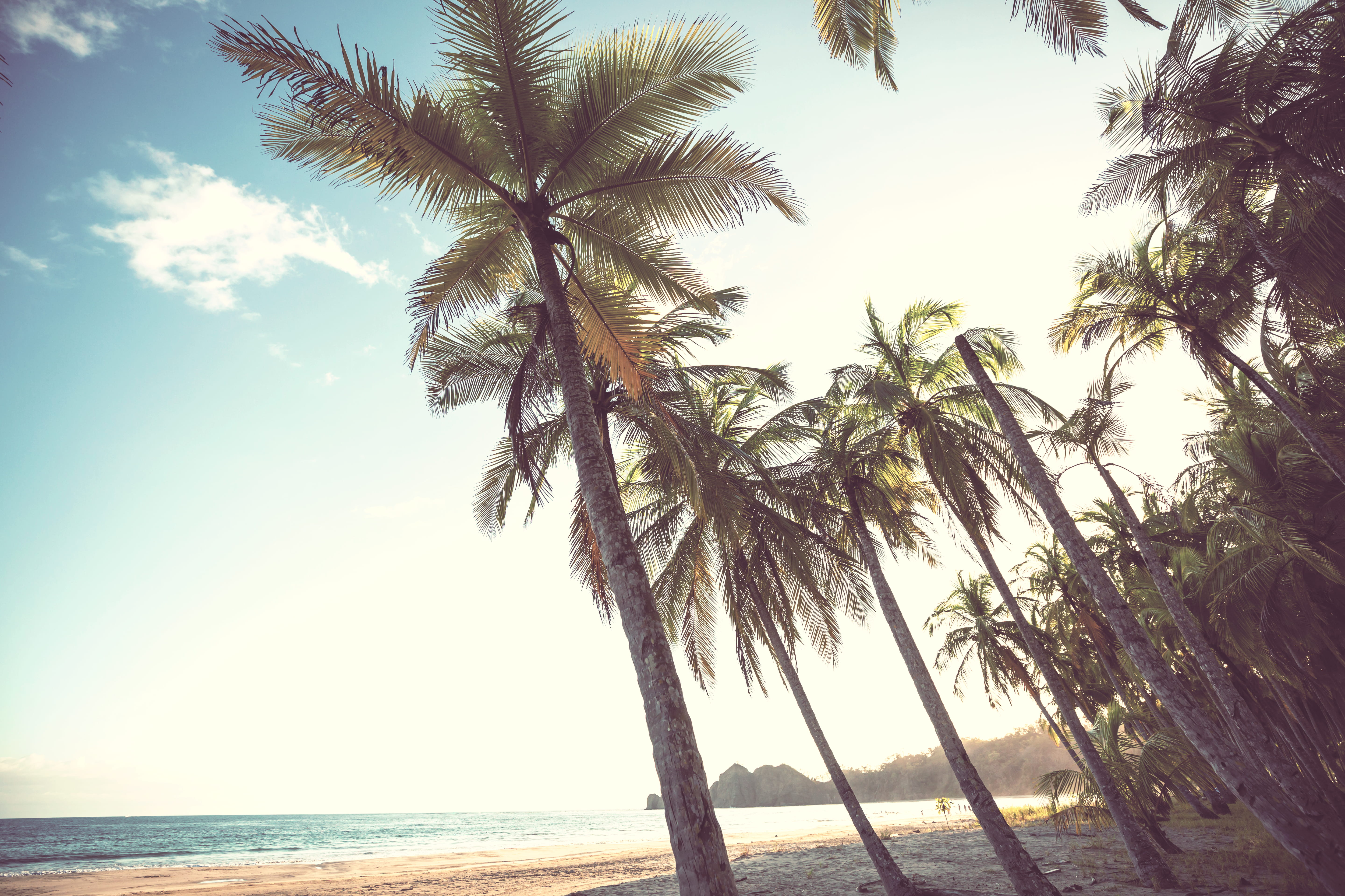 Strand Mit Palmen