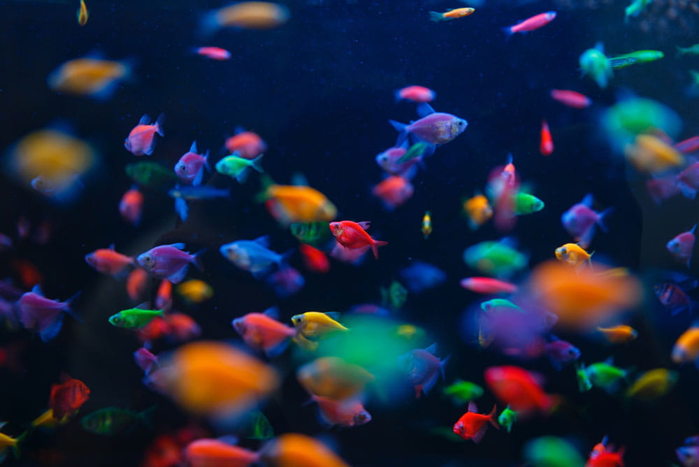 Bunte Fische schwimmen in einem Aquarium mit dunklem Hintergrund.
