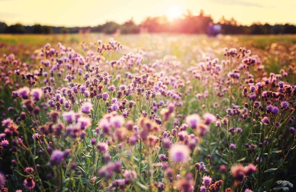 Blumenwiese mit lila Blüten im Sonnenuntergang, sanfte Lichtstimmung.
